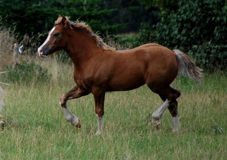Welsh Cob (sec D) HolmLunds Royal Princess billede 12
