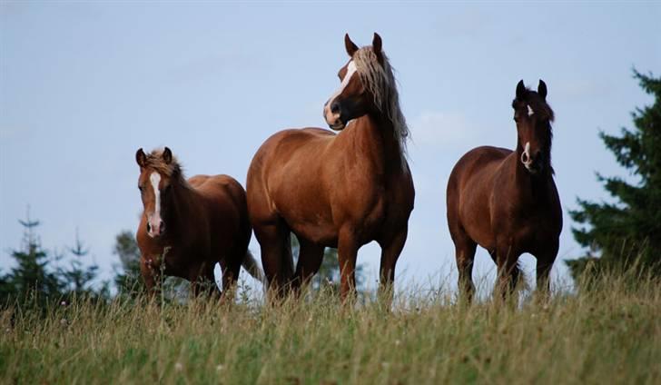 Welsh Cob (sec D) HolmLunds Royal Princess billede 13