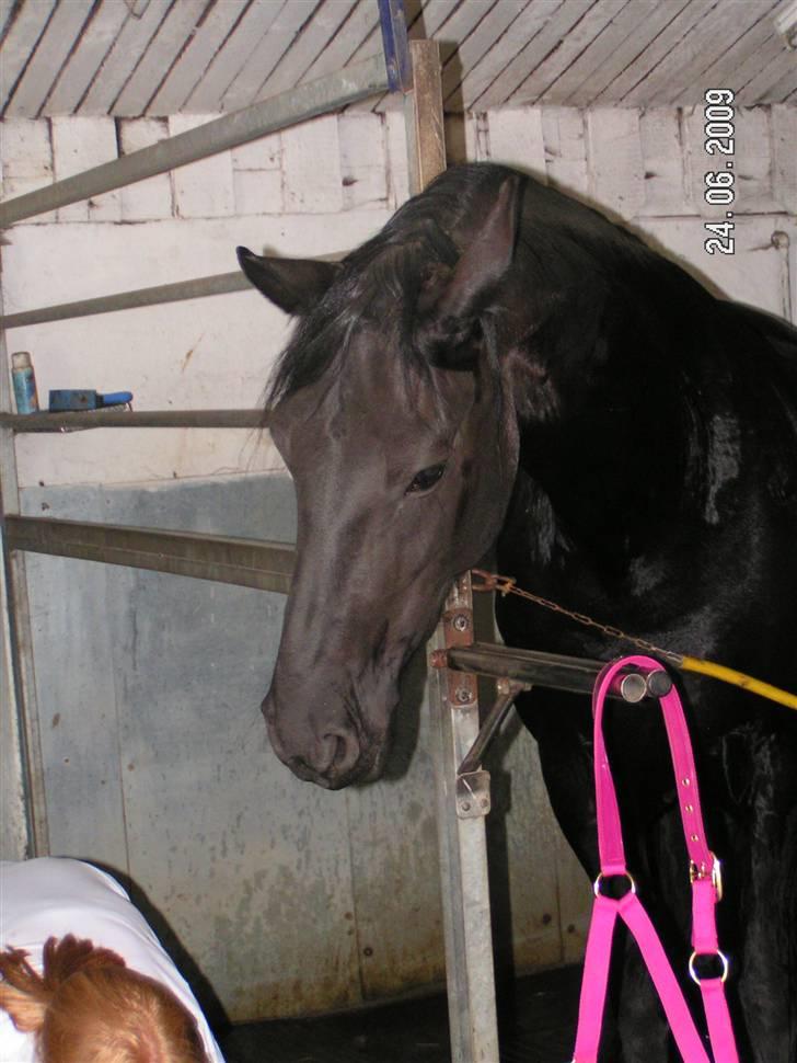 Frieser Joukje Oldaa J - intet under jeg faldt for hende:-)  billede 2