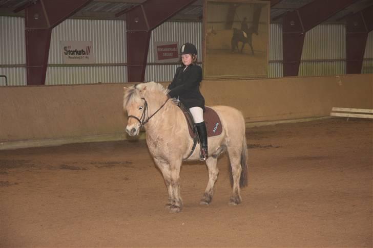 Fjordhest oliver - vi nejer lige for dommeren  billede 11