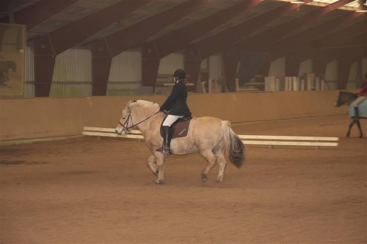 Fjordhest oliver - løbe løbe løbe ahh det hele ver billede 12