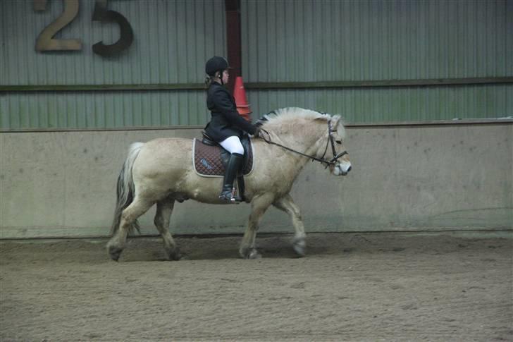 Fjordhest oliver - han er bare fin  billede 13
