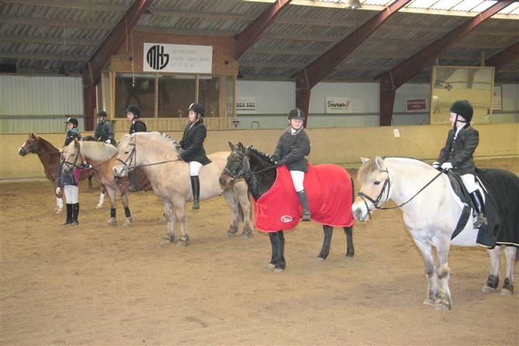 Fjordhest oliver billede 14