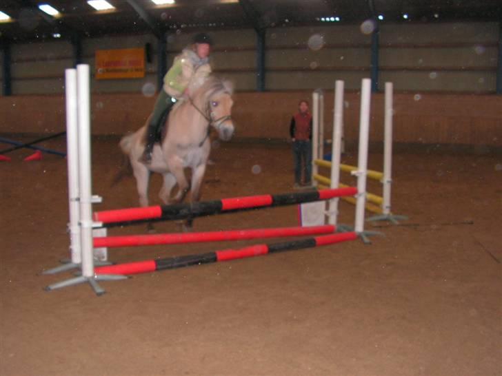 Fjordhest Maegårds Lotti *part* billede 19