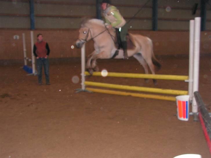 Fjordhest Maegårds Lotti *part* billede 20