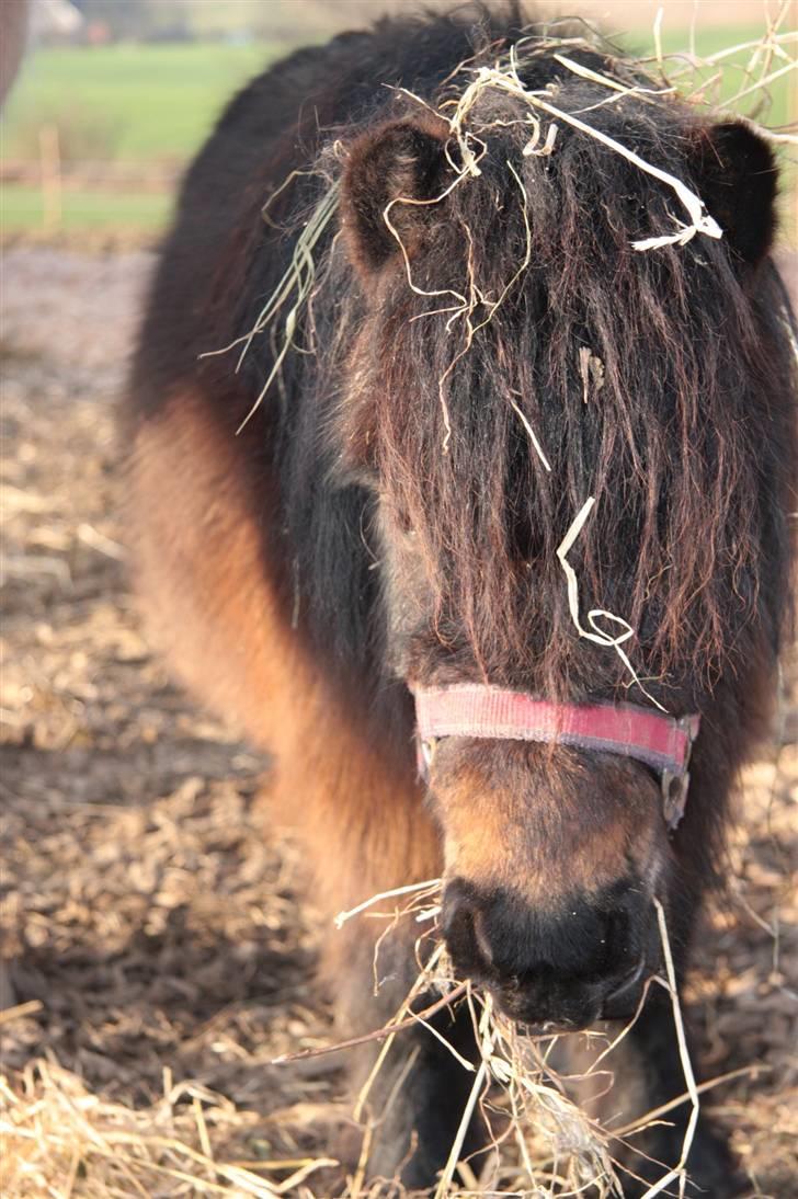 Anden særlig race asta - heee dejligt billede 6