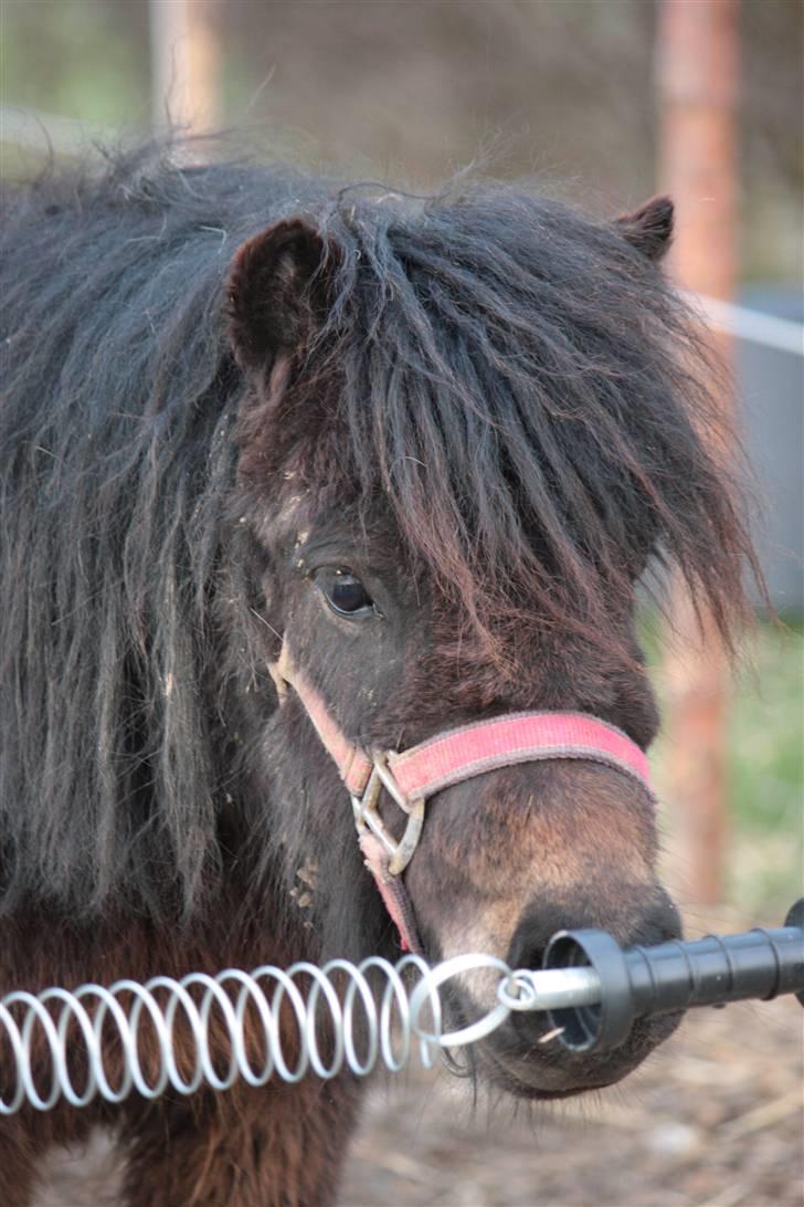 Anden særlig race asta - laaaaaaaaaaaaaa laaaaaaaaaaaaaaaa laaaaaaaaaaaaaaaaaa  og hvor jeg synger godt billede 7