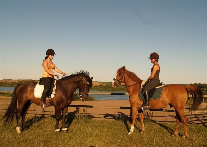 Welsh Cob (sec D) Tecno (solgt) - bedste venner, bedste veninder og bedste ponyer:) billede 11