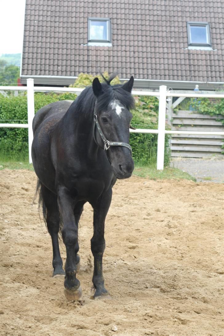 Anden særlig race Usumi - Uh fine sumse der blir drillet på fold <33 han er dejlig !! billede 17