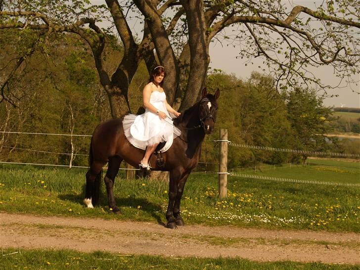 Welsh Cob (sec D) Tecno (solgt) billede 12