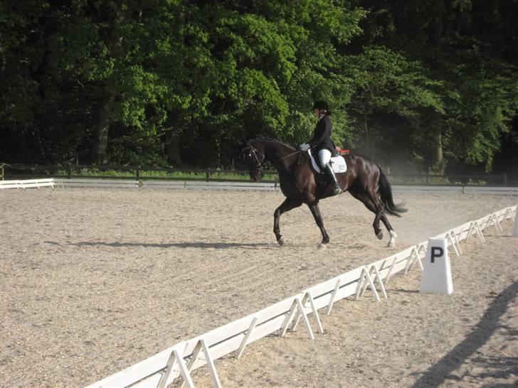 Dansk Varmblod Trøstruplunds Zorro *RIP* billede 9