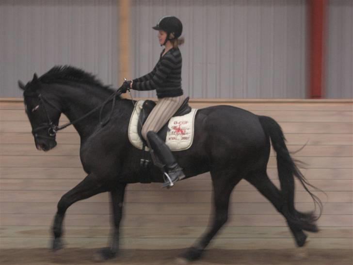 Dansk Varmblod Trøstruplunds Zorro *RIP* billede 10