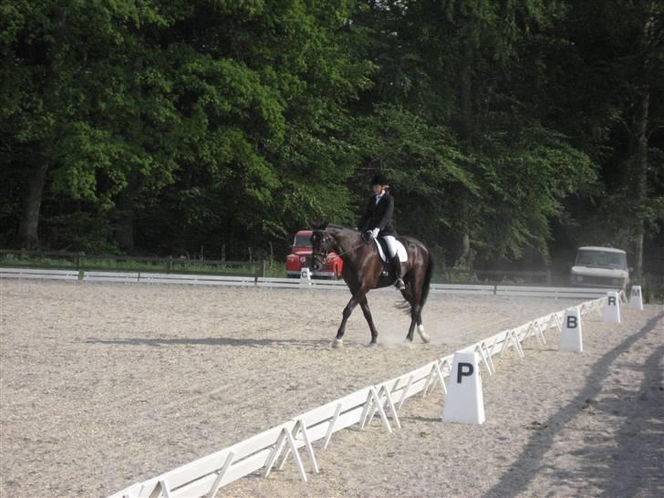 Dansk Varmblod Trøstruplunds Zorro *RIP* billede 12