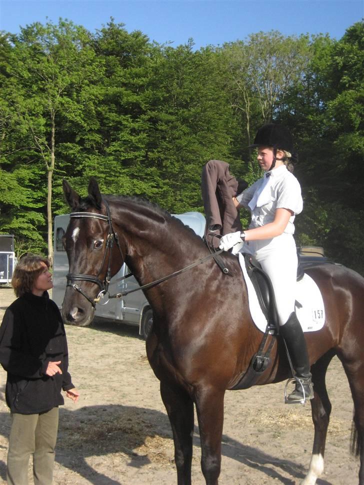 Dansk Varmblod Trøstruplunds Zorro *RIP* billede 14