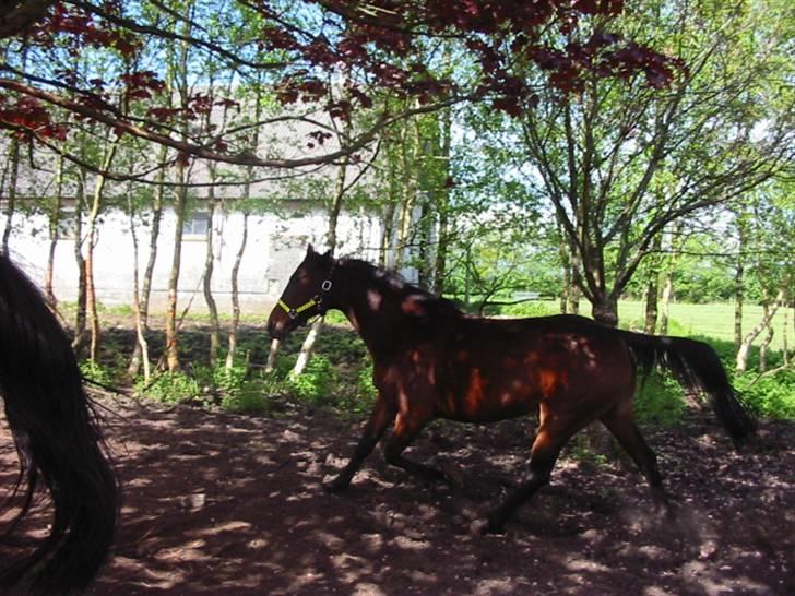 Fuldblod (XX) Star Light [R.I.P] - Løber i skyggen billede 8