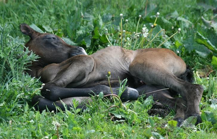 Arabisk fuldblod (OX) Jameela Saffanah - Jameela Saffanah, kun få timer gammel billede 1