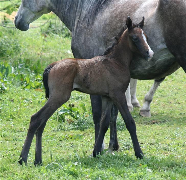 Arabisk fuldblod (OX) Jameela Saffanah - Jameela Saffanah, med sin mor billede 2