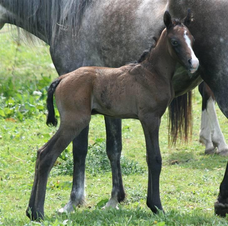 Arabisk fuldblod (OX) Jameela Saffanah billede 3