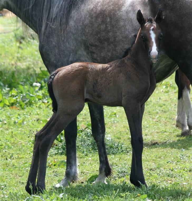 Arabisk fuldblod (OX) Jameela Saffanah billede 4