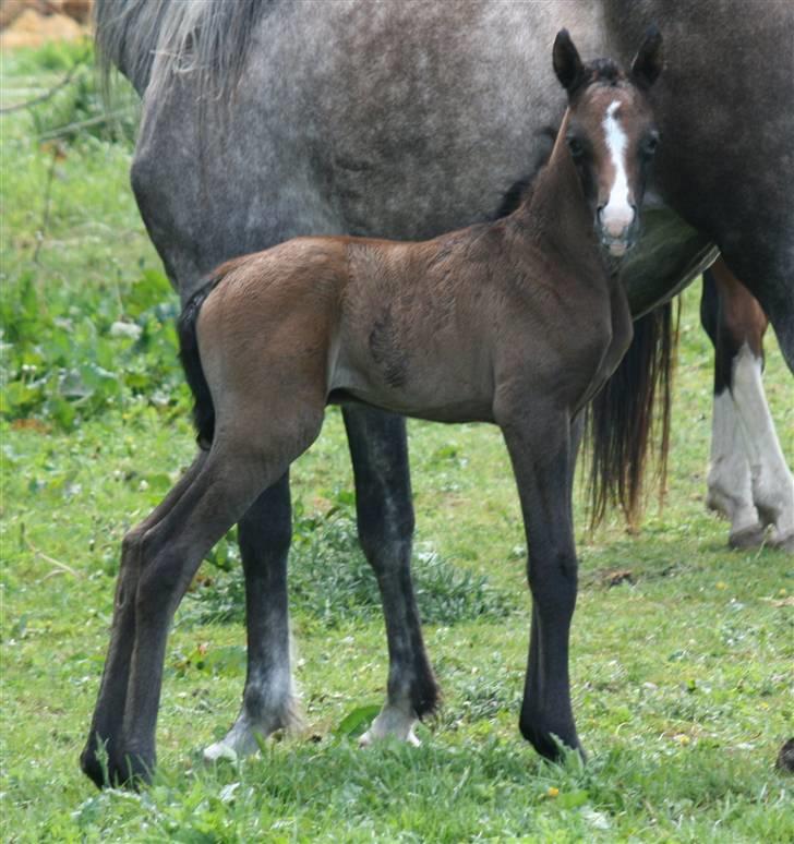 Arabisk fuldblod (OX) Jameela Saffanah billede 5