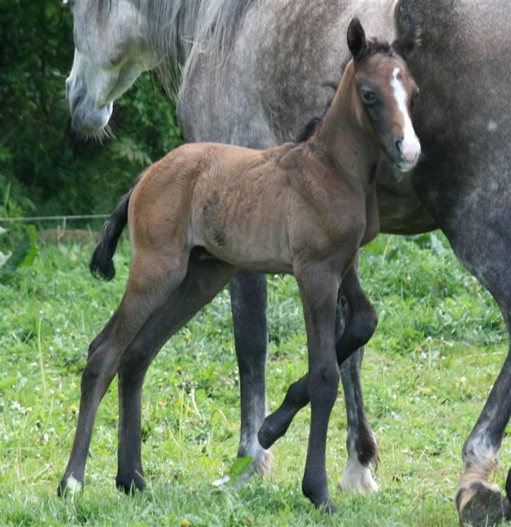 Arabisk fuldblod (OX) Jameela Saffanah billede 6