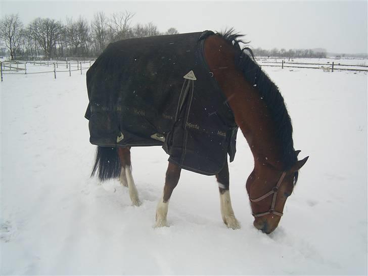 Holstener calli Calli - 2 dage efter jeg fik ham (: Vinteren 06 billede 15