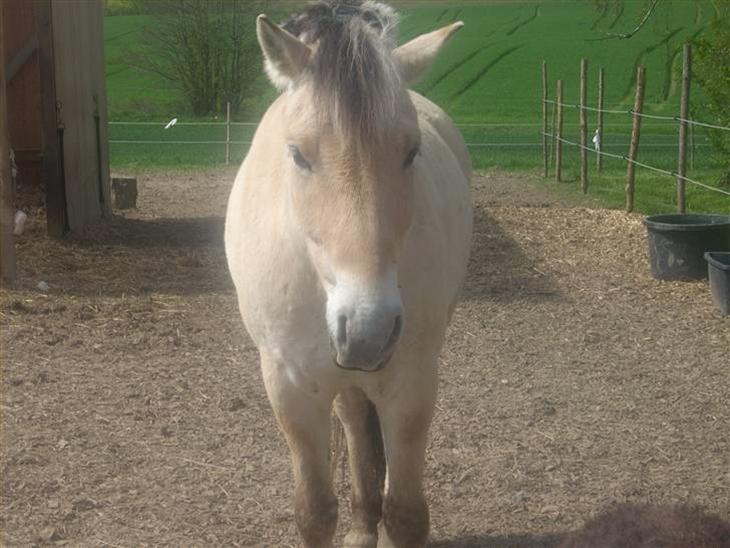 {{currentPhoto.altText}} billede {{currentPhoto.number}}