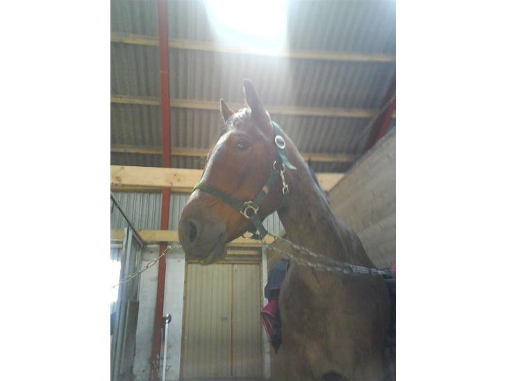 {{currentPhoto.altText}} billede {{currentPhoto.number}}