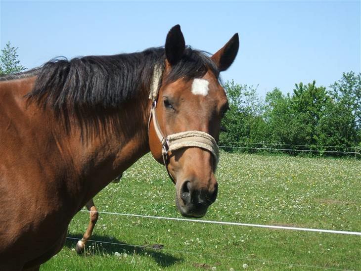 {{currentPhoto.altText}} billede {{currentPhoto.number}}