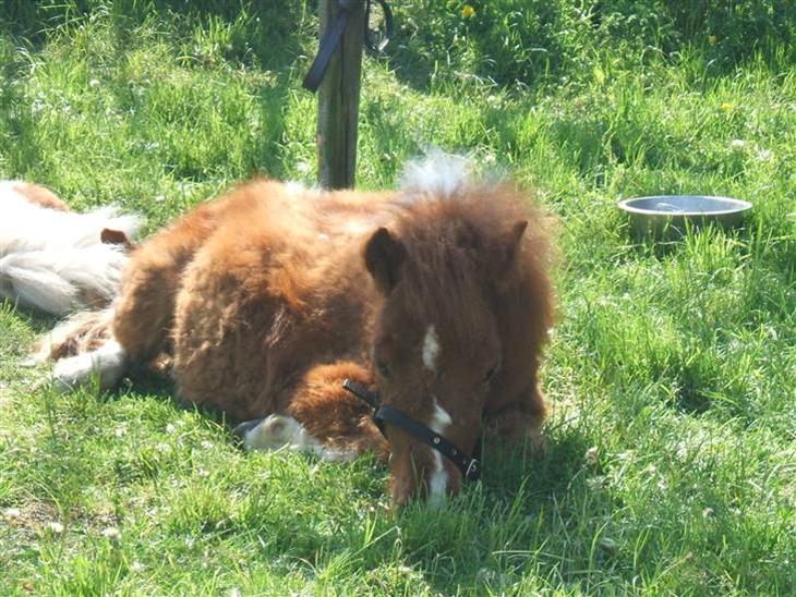 {{currentPhoto.altText}} billede {{currentPhoto.number}}