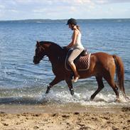 Anden særlig race Dinky-Boy 