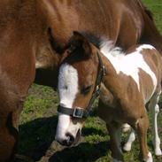 Hollandsk Sportspony Rolie