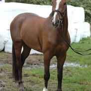 Dansk Varmblod Baloo San