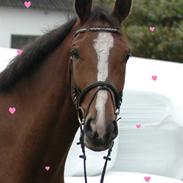 Dansk Varmblod Baloo San