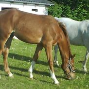 Anden særlig race Charlie Wind