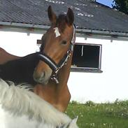 Anden særlig race Charlie Wind