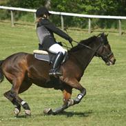 Anden særlig race Fandango *DØD* )':