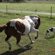 Pinto kærvangs Jolly R.I.P