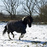 Anden særlig race Sello -solgt 