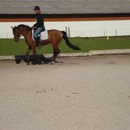 Arabisk fuldblod (OX) a/g's Perfect Boye"SOLGT"