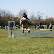 Tyroler Haflinger Wildberg/ Victor