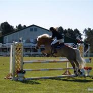 Tyroler Haflinger Wildberg/ Victor