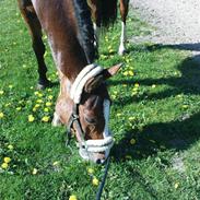 Holstener Lebensfroh