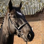 Oldenborg Thorleif Gøgholm