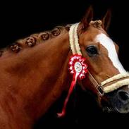 Anden særlig race Casanova