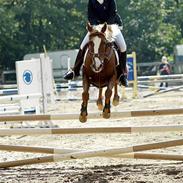 Anden særlig race Casanova