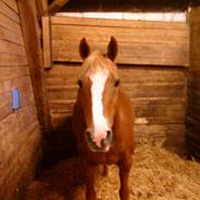 Anden særlig race Casanova