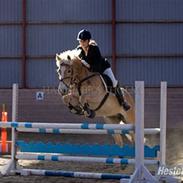 Haflinger Blanka Kastanjegård R.I.P