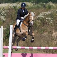 Haflinger Blanka Kastanjegård R.I.P