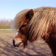 Shetlænder Pippi - R.I.P.